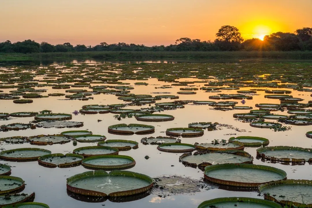Pantanal: Exploring the Biodiversity of Brazil